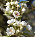 Obstbaum