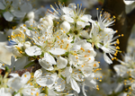 Obstbaum