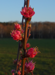 Obstbaum