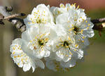 Obstbaum