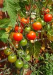 Tomaten