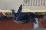 Fledermaus