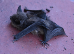 Fledermaus