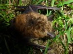 Fledermaus