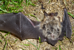 Fledermaus