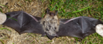 Fledermaus