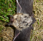 Fledermaus